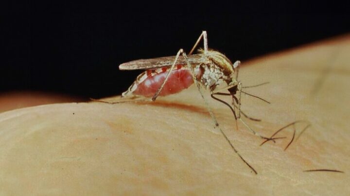 NecocheaInvasión de mosquitos en Necochea: qué dicen los especialistas para prevenir