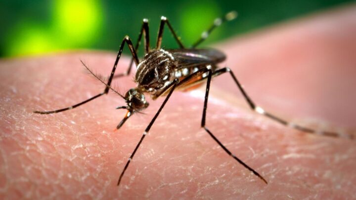 DengueCon más de 180.000 contagios sigue el alerta en todo el país