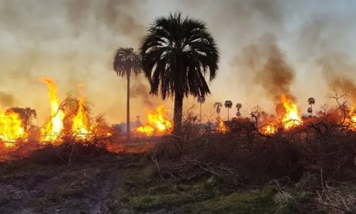 Queman y desmontan área destinada a un Parque NacionalDenuncian quemas y desmonte donde se iba a ubicar el tercer parque nacional entrerriano