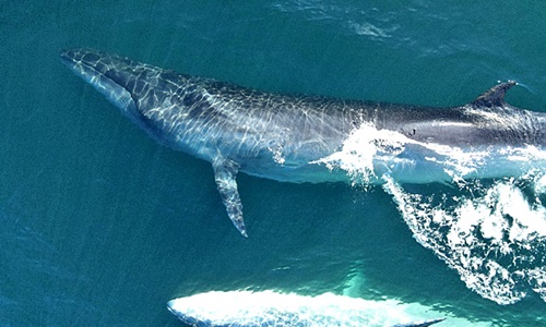 Una nueva especie de ballena visita ChubutBallenas en Chubut: investigan una nueva especie