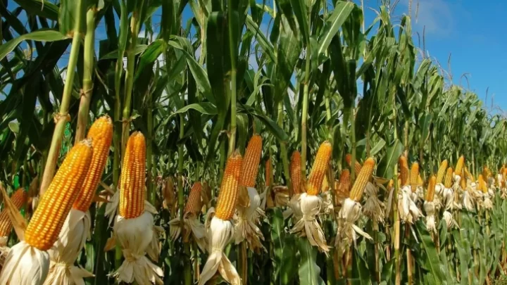 El comercio internacional tiene sus momentos y valoresPor los feriados no se pudo aprovechar el precio récord del maíz