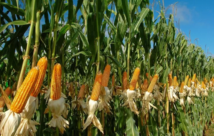 El comercio internacional tiene sus momentos y valoresPor los feriados no se pudo aprovechar el precio récord del maíz