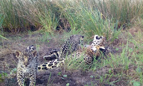 especie Panthera oncaNacen tres nuevos yaguareté en el Parque Nacional Iberá