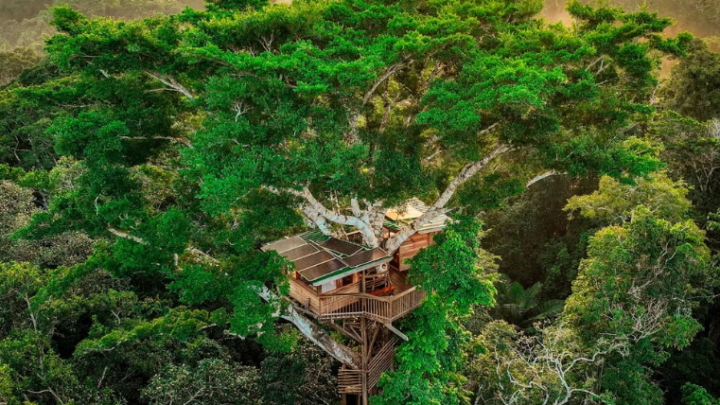 TurismoEn medio de la selva tropical: así es la casa en el árbol más alta del Amazonas